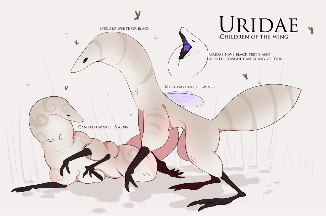 Uridae Info